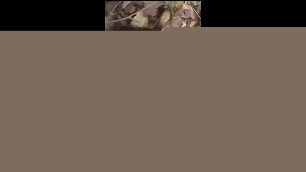 Cute girl shaved PUSSY Fucked in jungle,moaning